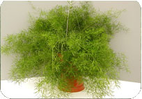 ASPARAGUS SPRENGERI